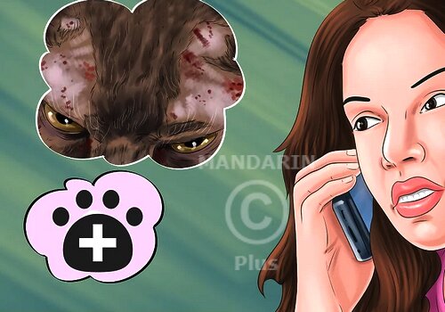 звонок ветеринару